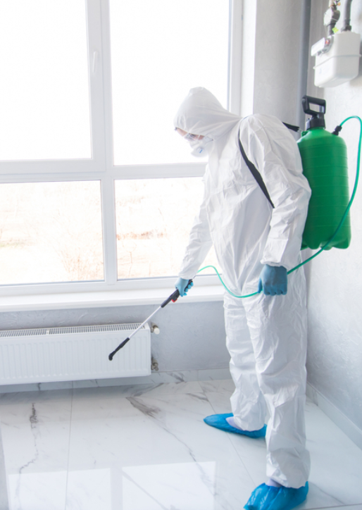 Mould Removal Auckland